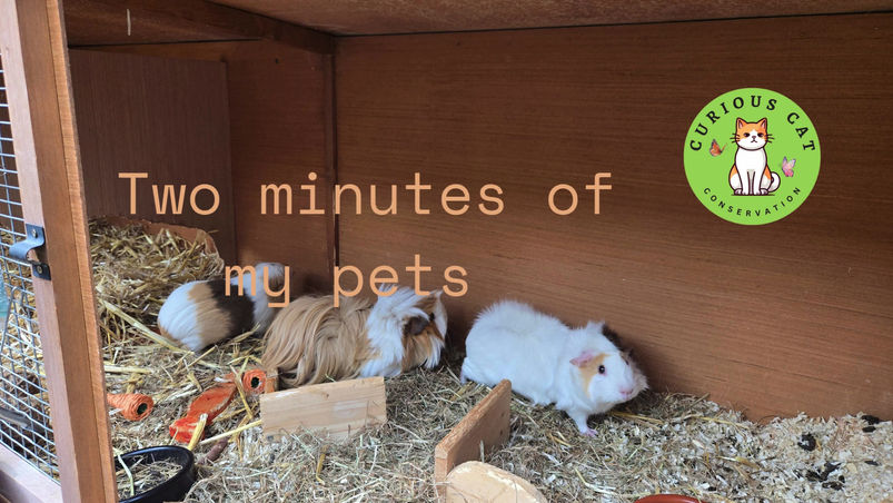Two minutes of my pets